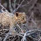 Klein Leopard auf Entdeckungsreise