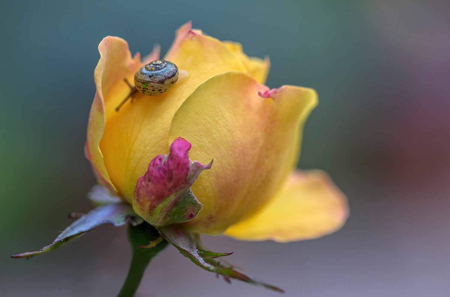 Klein-Lilly auf der letzten Rose!