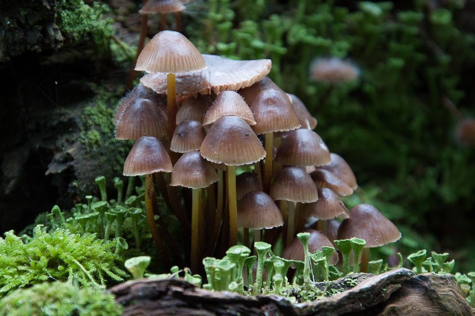 Klein Manhattan im Tierpark Schlos Raesfeld