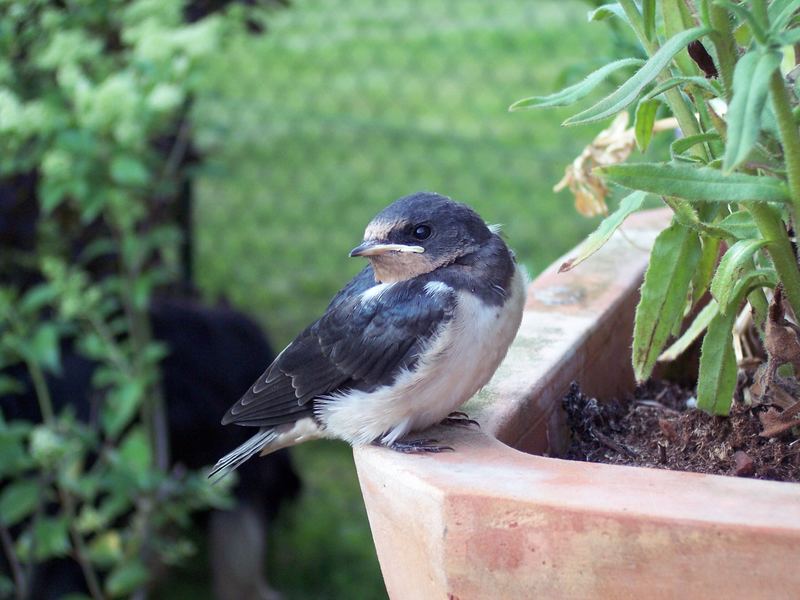 Klein Oskar im Garten