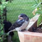 Klein Oskar im Garten