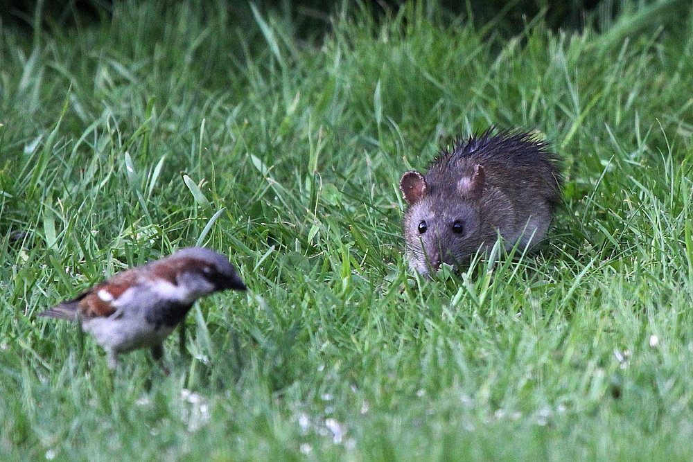 ..Klein-Ratatouille...