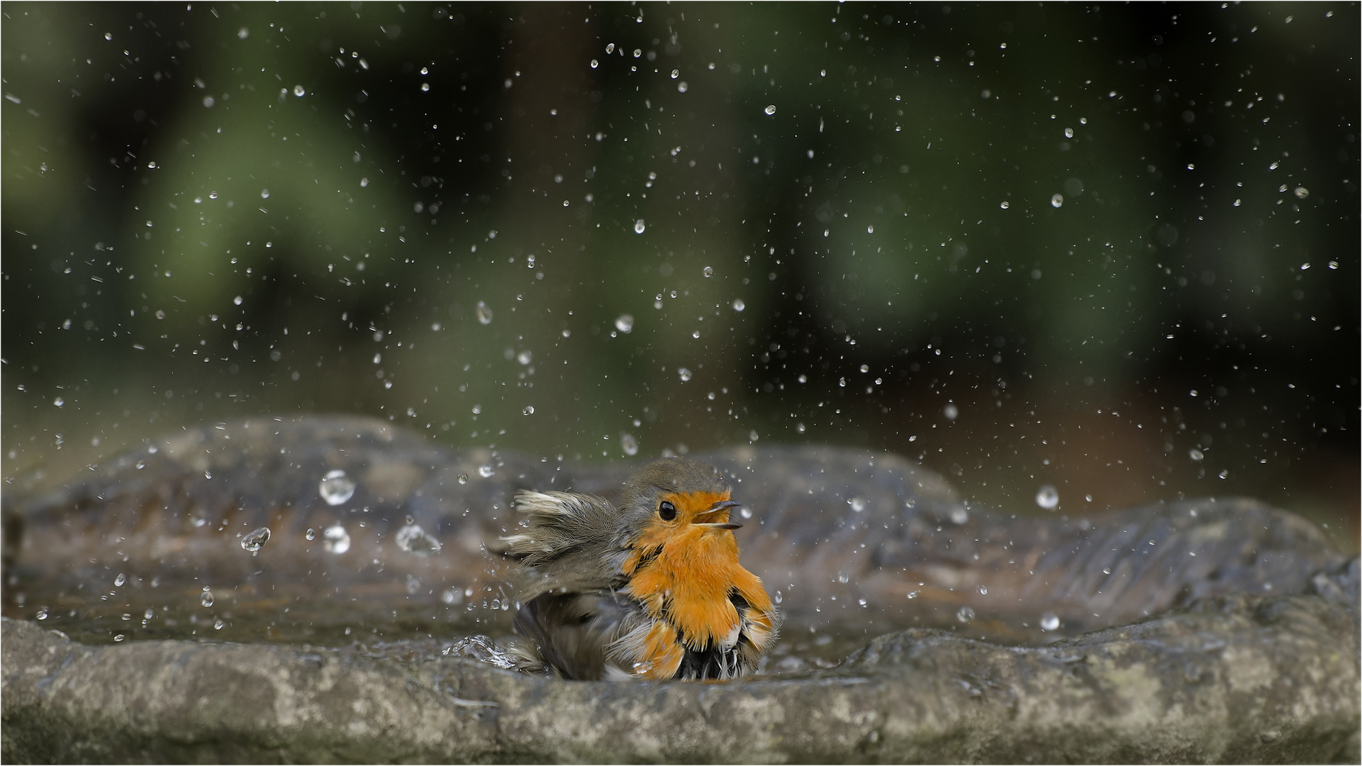 klein Robin badet ...