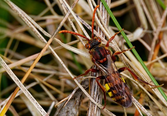 KLEIN, ROT, FRECH - DIE WESPENBIENE STELLT SICH VOR