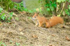 klein - rot - und flink