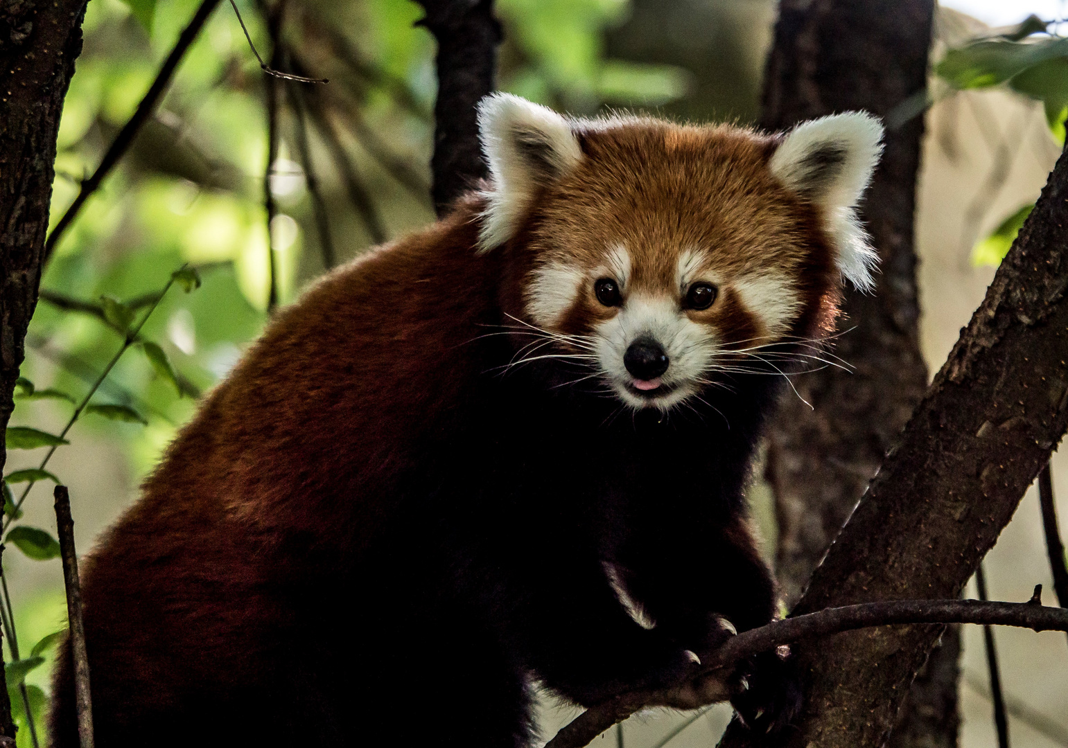 Klein (rote) panda in dem Budapester Zoo