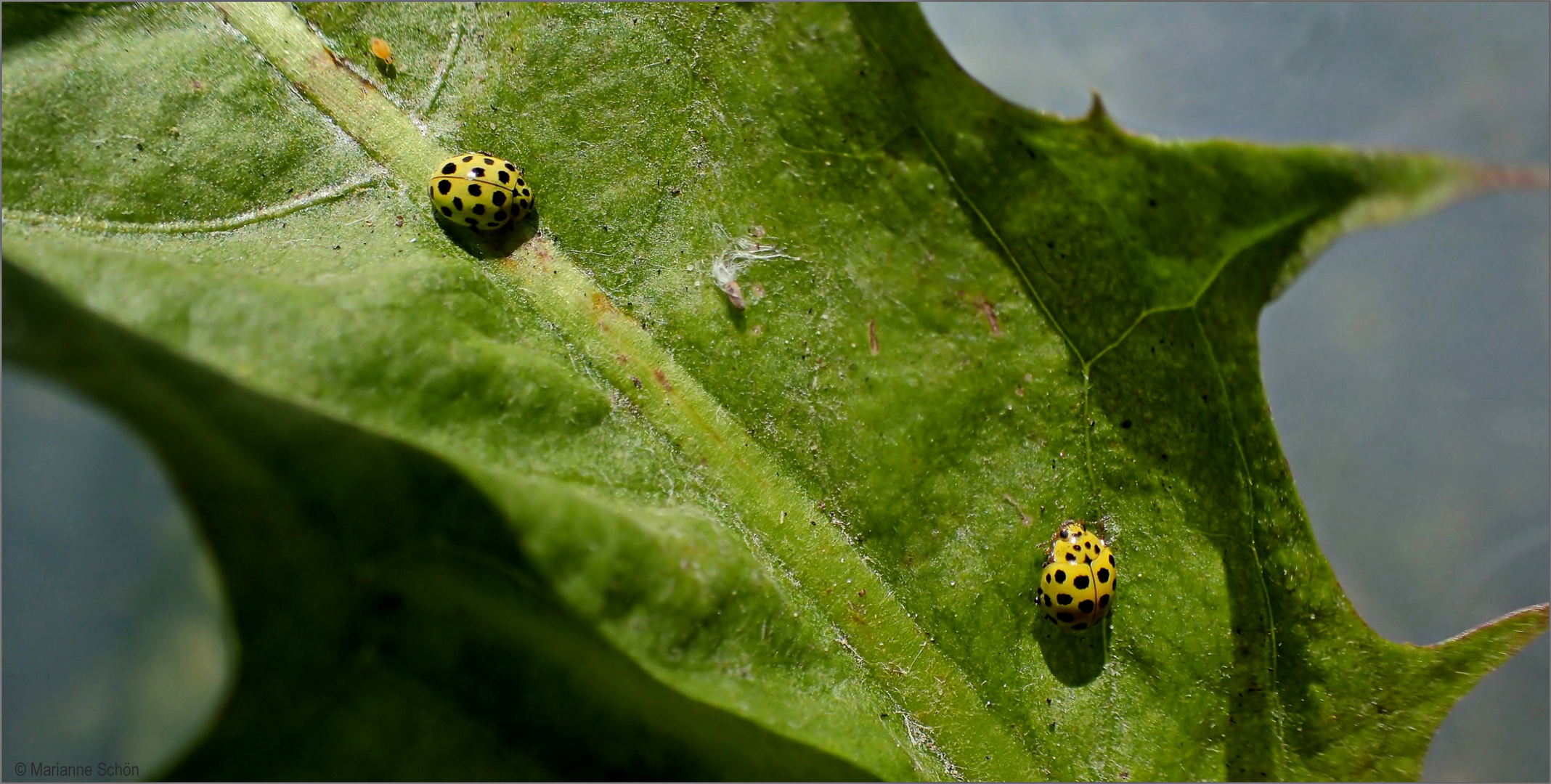 Klein rund und gelb mit schwarzen Punkten... Foto & Bild natur