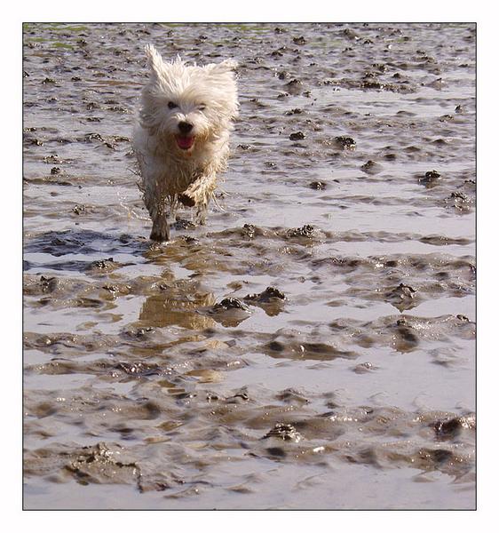 Klein, schnell........der Wattenhund von heute :-))!