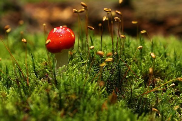 klein-schön und giftig