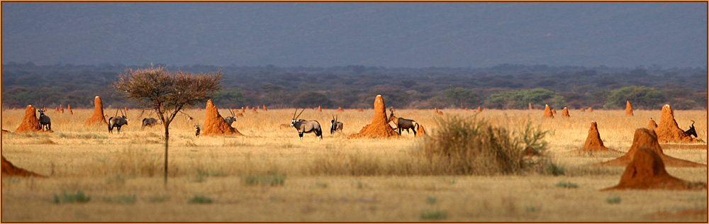 "Klein Serengeti"