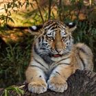 klein Tiger