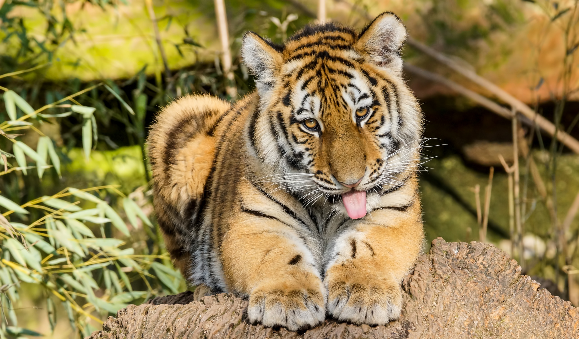 klein Tiger