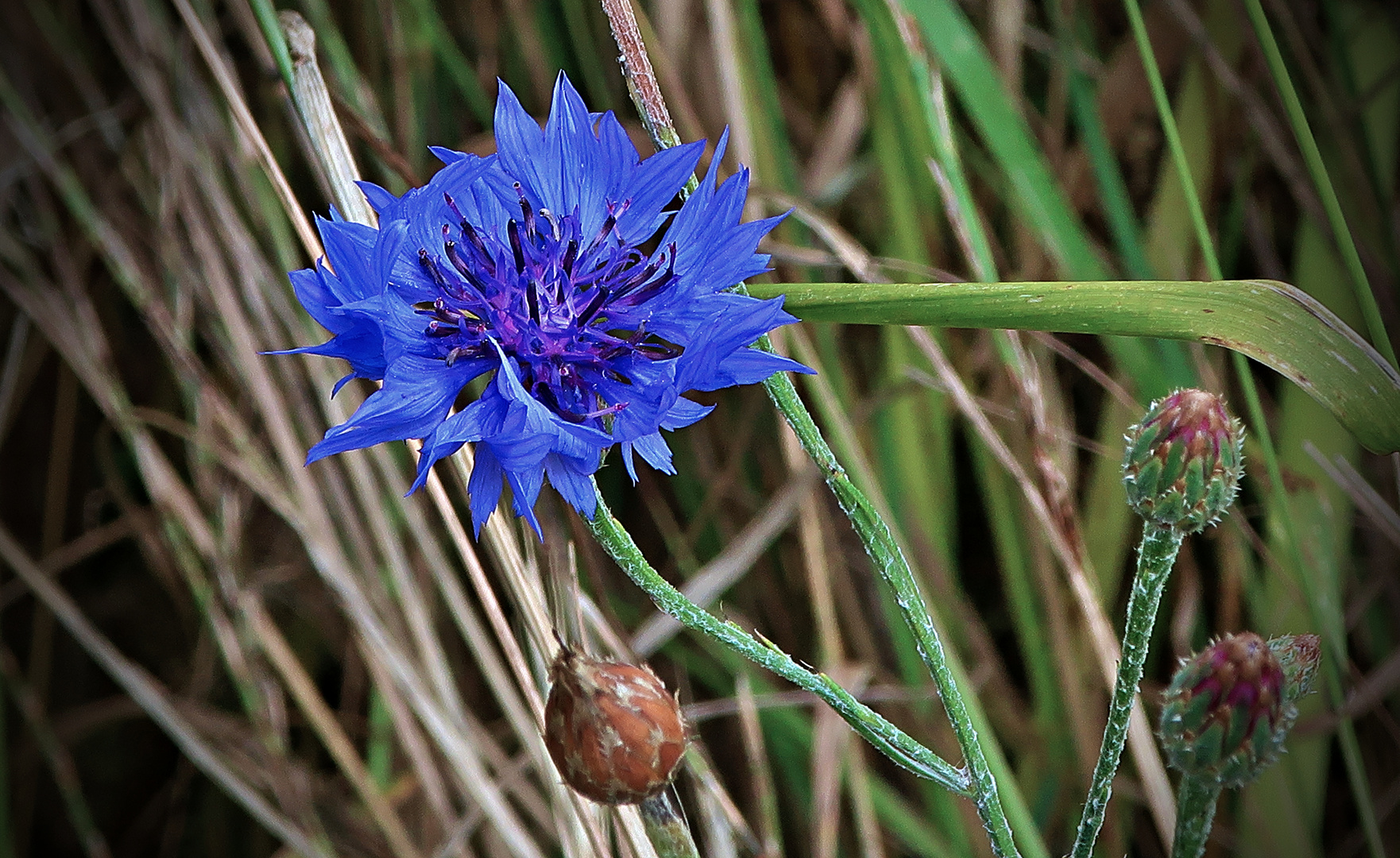 KLein und Blau