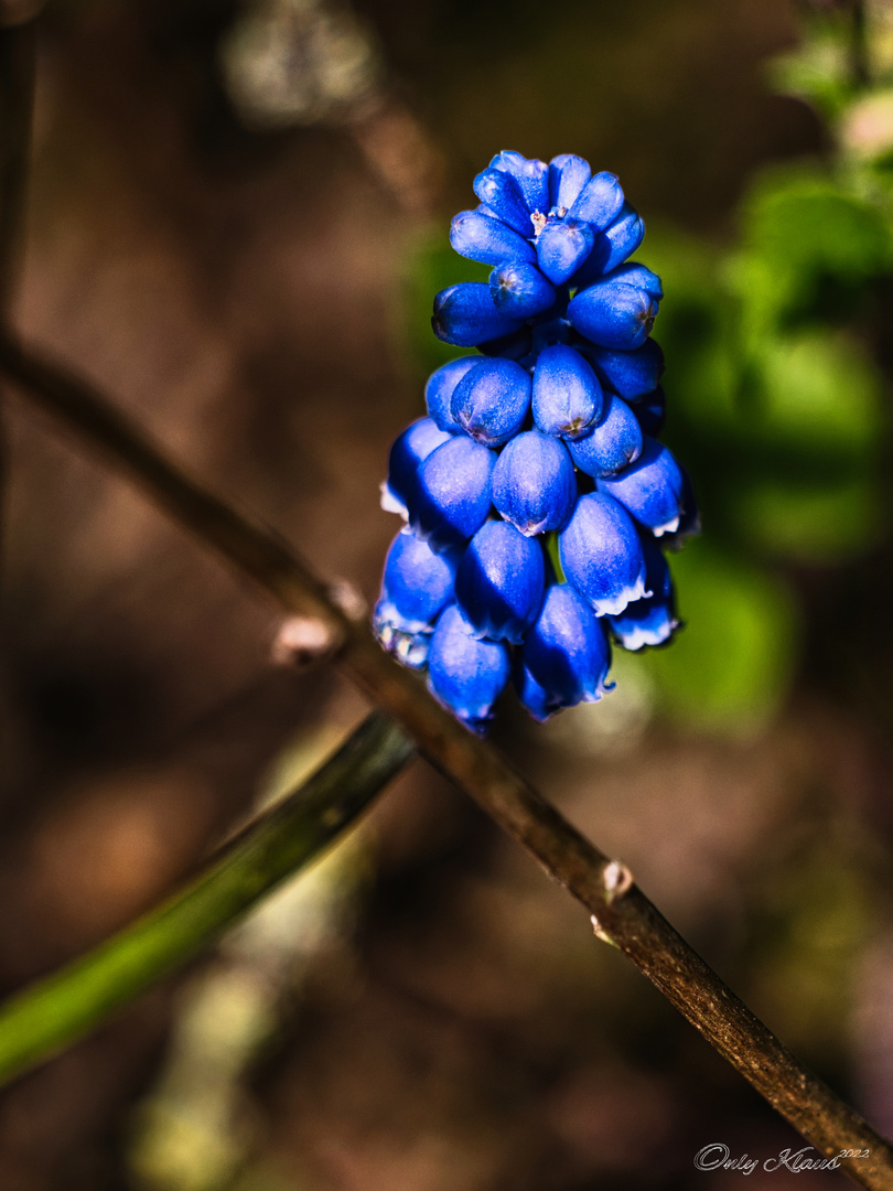 Klein und Blau