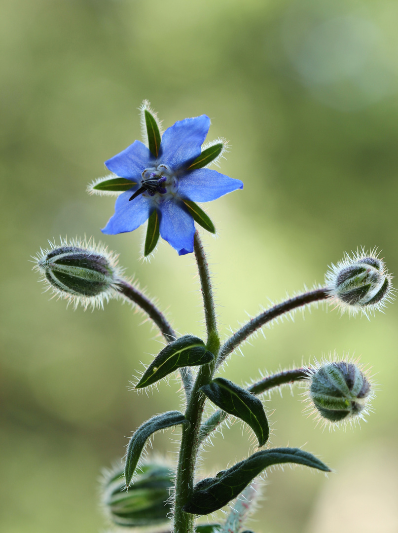 klein und Blau.