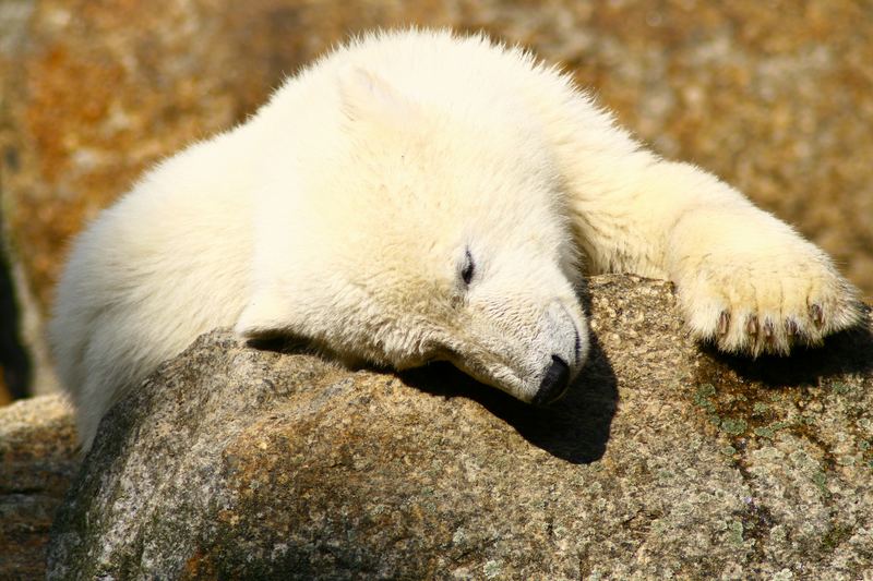 klein und erschöpft ( Knut )
