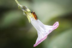 ... klein und gemein ...