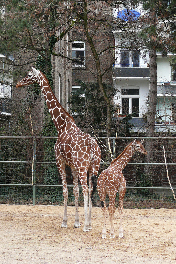 Klein und Groß