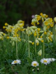 Klein und Groß im Frühling