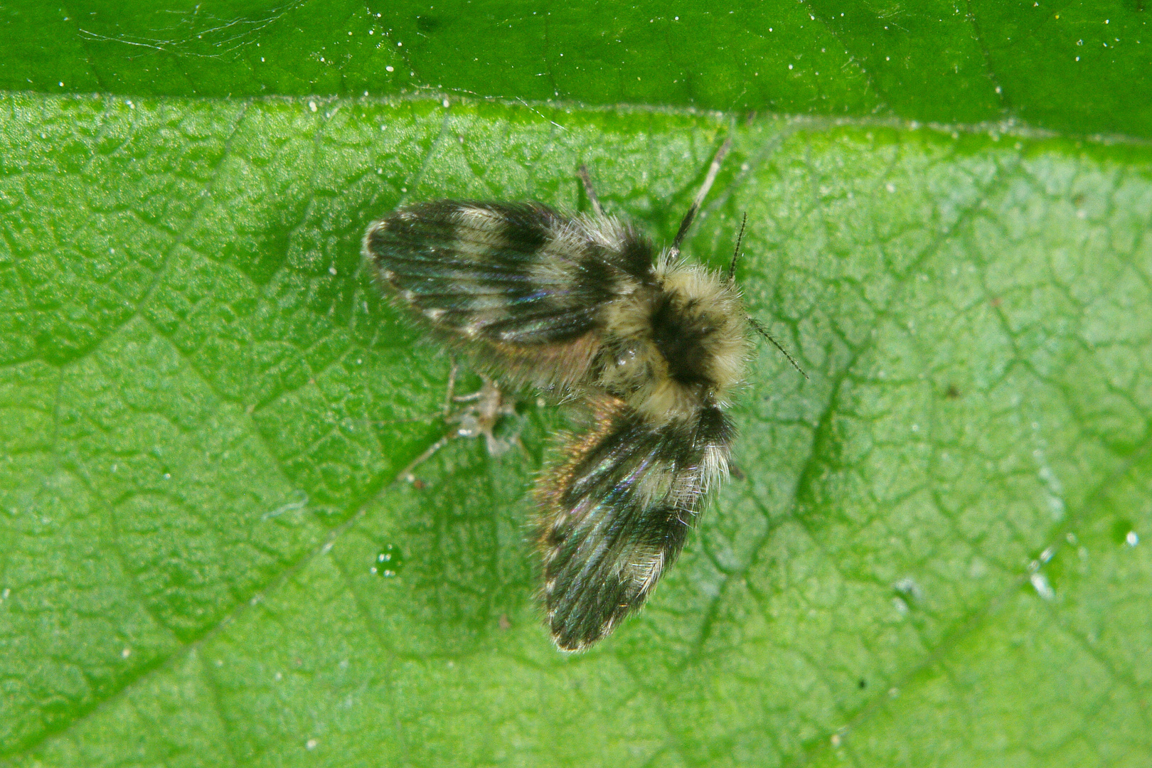 klein und haarig - aber kein Schmetterling