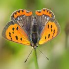 klein und heiß: Kleiner Feuerfalter (Lycaena phlaeas)