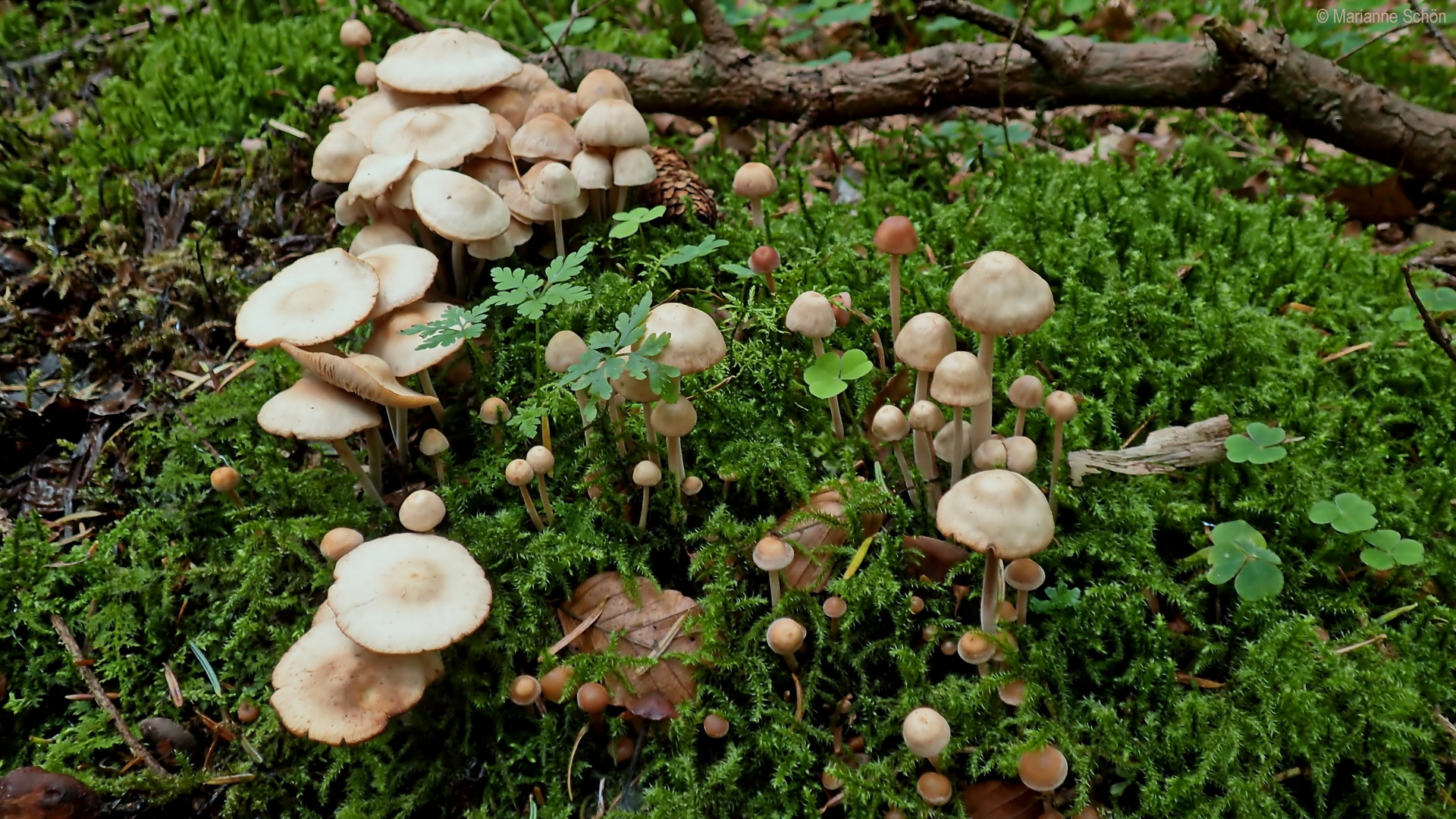 Klein und noch kleiner&hellip; Foto &amp; Bild | natur, pflanzen, olympus Bilder