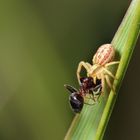 klein und schon ein Jäger