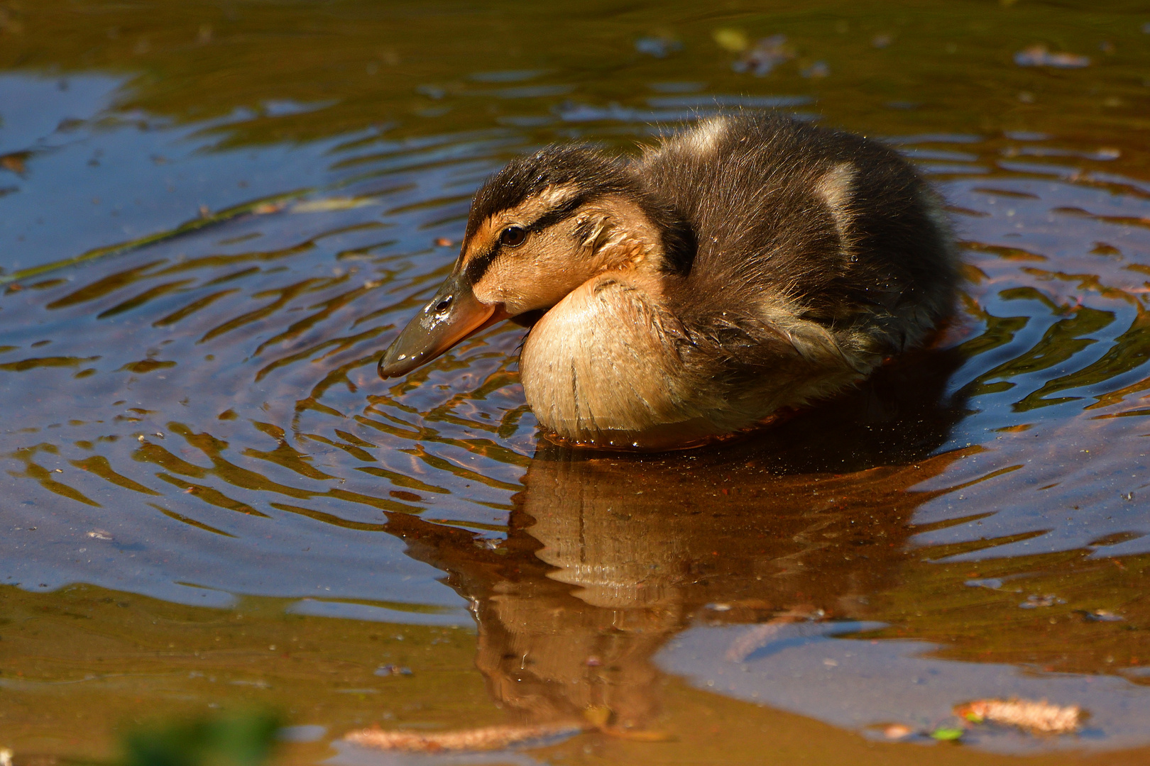 klein und süß Foto & Bild tiere, wildlife, wild lebende vögel Bilder