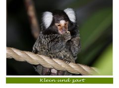 Klein und zart