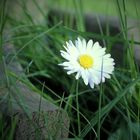 klein - versteckt am Rande