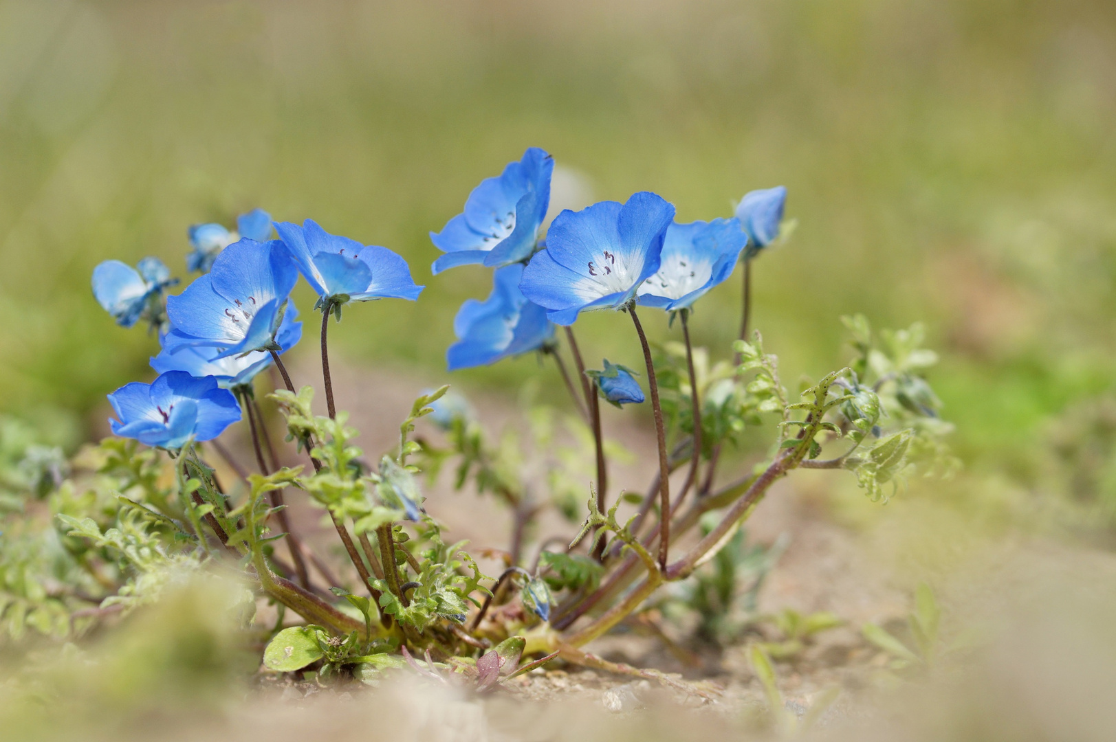 klein-zart-blau