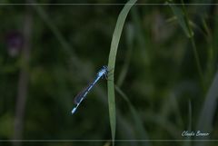 Klein, zart und intensiv blau ... kleines Wunder der Natur