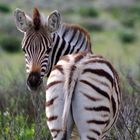 Klein Zebra