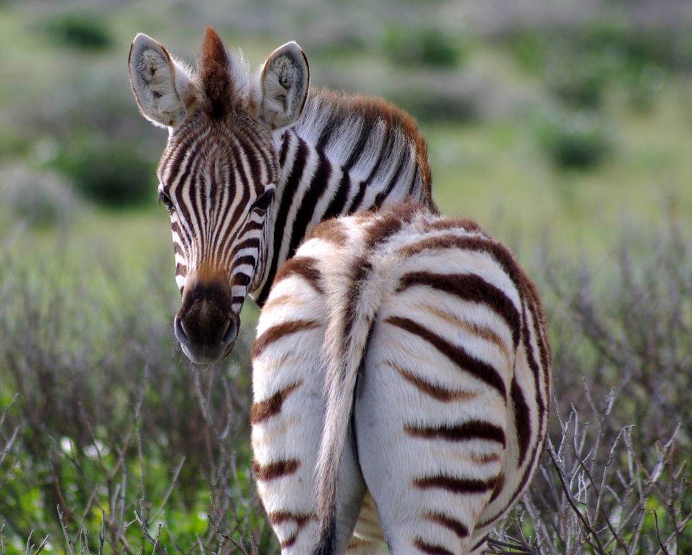 Klein Zebra