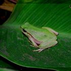 Kleinasiatischer Laubfrosch auf Zypern