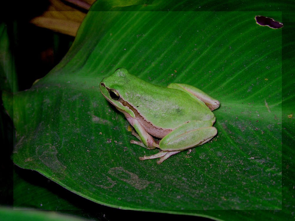 Kleinasiatischer Laubfrosch auf Zypern