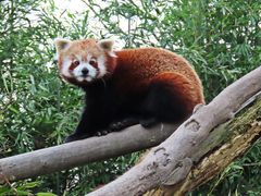 Kleinbär, Roter Panda im Opel-Zoo