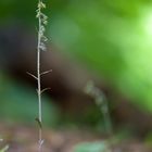 Kleinblättrige Stendelwurz 1/11