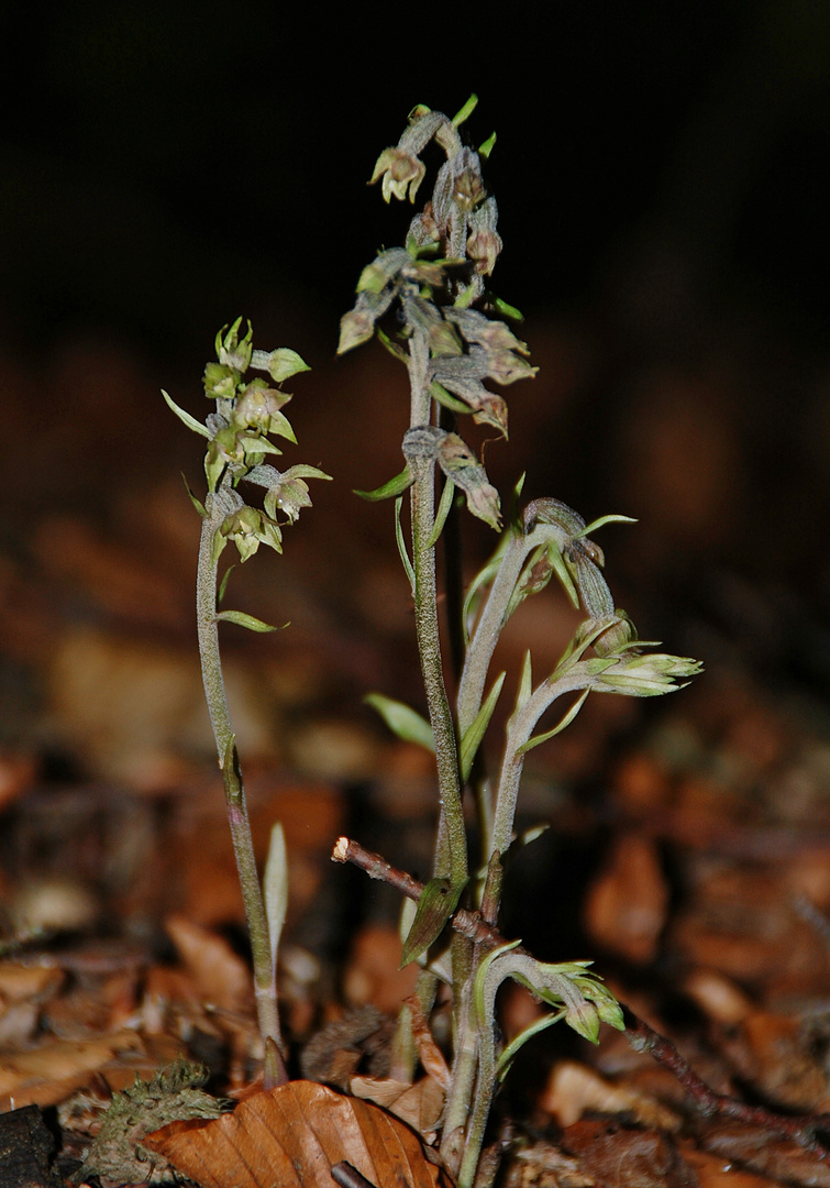 Kleinblättrige Stendelwurz (Epipactis microphylla) Höxter/Ottbergen - 23.6.11