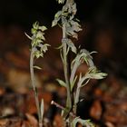 Kleinblättrige Stendelwurz (Epipactis microphylla) Höxter/Ottbergen - 23.6.11