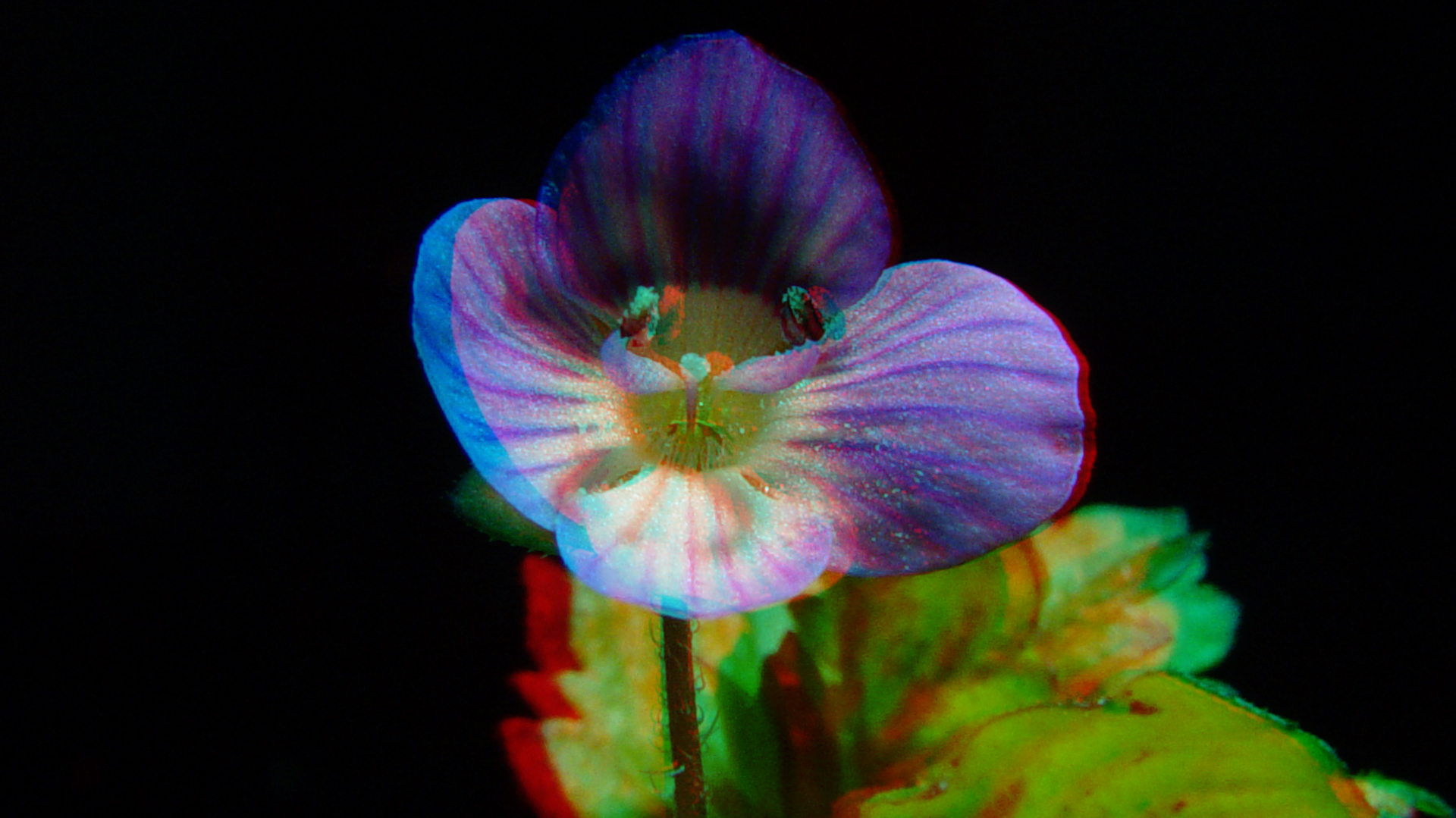 Kleinblättriges Immergrün (Vinca minor)