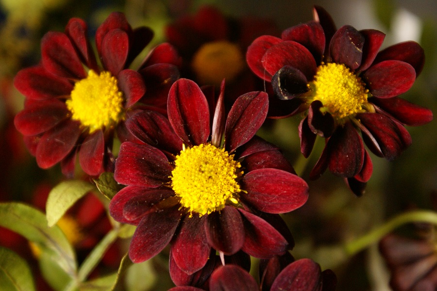 kleinblütige Chrysanthemen