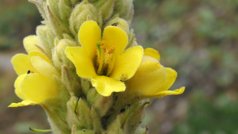 Kleinblütige Königskerze 'Verbascum thapsus'