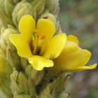 Kleinblütige Königskerze 'Verbascum thapsus'