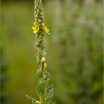 Kleinblütige Königskerze (Verbascum thapsus).