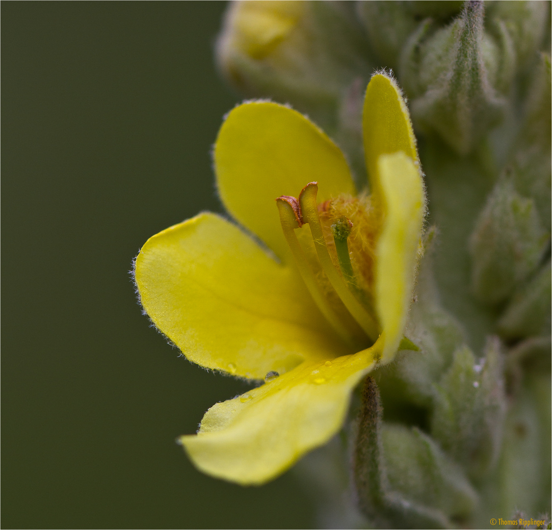 Kleinblütige Königskerze (Verbascum thapsus).....