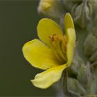 Kleinblütige Königskerze (Verbascum thapsus).....