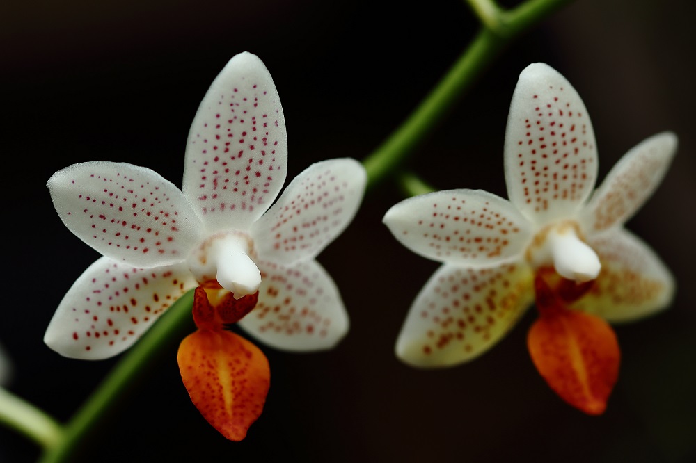 kleinblütige Phalaenopsis