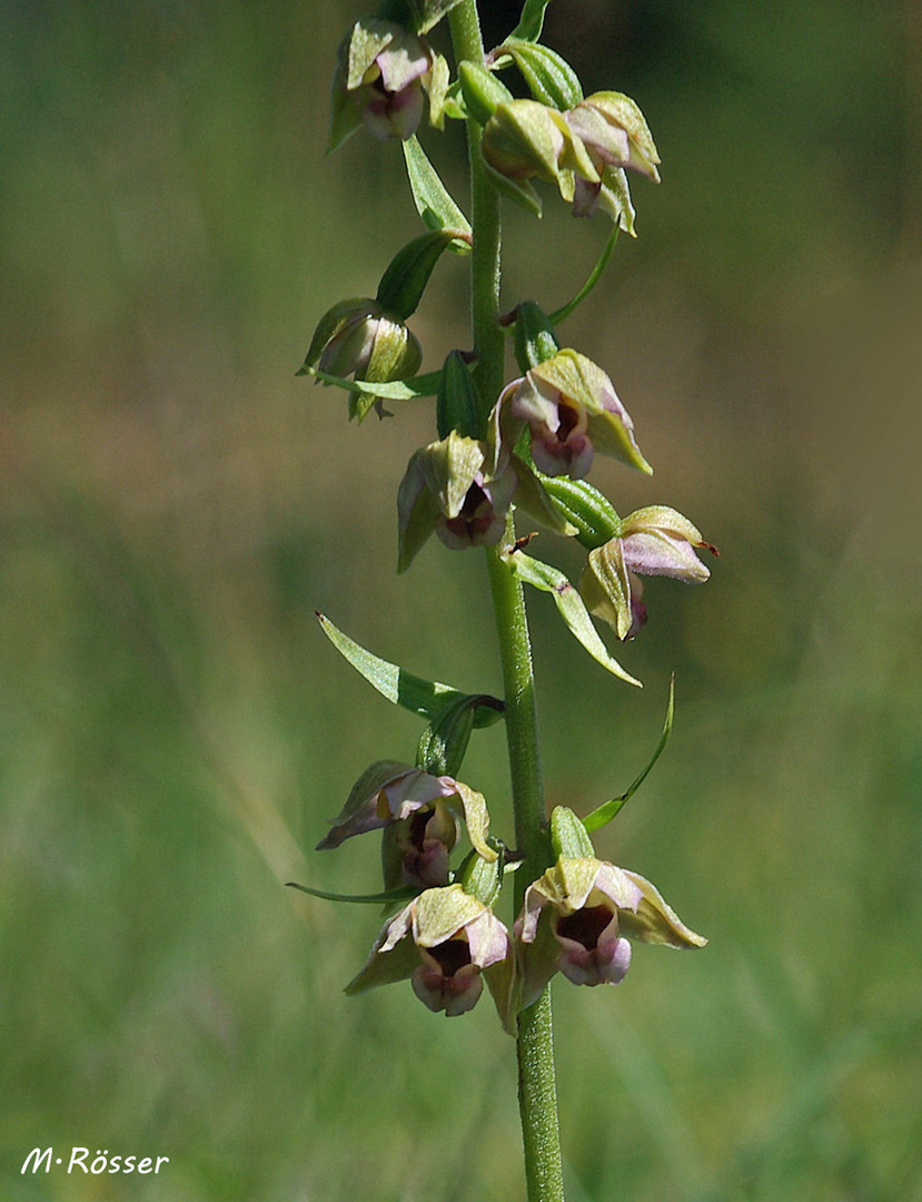 Kleinblütige Stendelwurz (Epipactis parviflora)