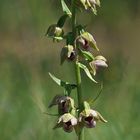 Kleinblütige Stendelwurz (Epipactis parviflora)